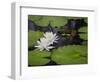 USA, South Carolina, Charleston. Pond lily blooms.-Jaynes Gallery-Framed Photographic Print