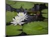USA, South Carolina, Charleston. Pond lily blooms.-Jaynes Gallery-Mounted Photographic Print