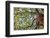 Usa, South Carolina, Charleston-Hollice Looney-Framed Photographic Print