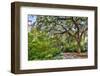 Usa, South Carolina, Charleston-Hollice Looney-Framed Photographic Print