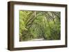 USA, South Carolina, Edisto Beach State Park. Oak Trees Line Road-Don Paulson-Framed Photographic Print