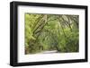 USA, South Carolina, Edisto Beach State Park. Oak Trees Line Road-Don Paulson-Framed Photographic Print