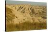 USA, South Dakota, Badlands NP. Grass and Eroded Formations-Cathy & Gordon Illg-Stretched Canvas