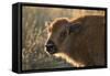 Usa, South Dakota, Black Hills, Custer, State Park, Wildlife, American Bison Calf-Christian Heeb-Framed Stretched Canvas