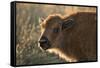 Usa, South Dakota, Black Hills, Custer, State Park, Wildlife, American Bison Calf-Christian Heeb-Framed Stretched Canvas