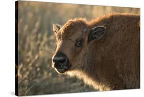 Usa, South Dakota, Black Hills, Custer, State Park, Wildlife, American Bison Calf-Christian Heeb-Stretched Canvas