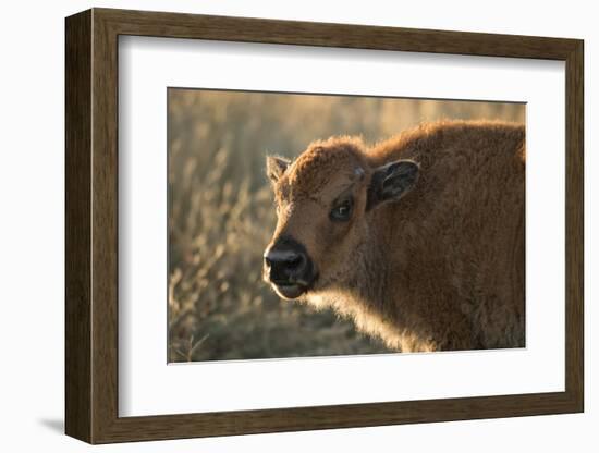 Usa, South Dakota, Black Hills, Custer, State Park, Wildlife, American Bison Calf-Christian Heeb-Framed Photographic Print