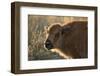 Usa, South Dakota, Black Hills, Custer, State Park, Wildlife, American Bison Calf-Christian Heeb-Framed Photographic Print