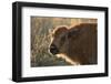 Usa, South Dakota, Black Hills, Custer, State Park, Wildlife, American Bison Calf-Christian Heeb-Framed Photographic Print