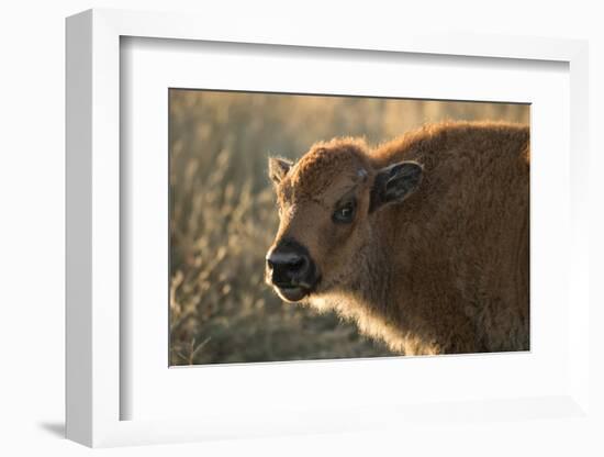 Usa, South Dakota, Black Hills, Custer, State Park, Wildlife, American Bison Calf-Christian Heeb-Framed Photographic Print