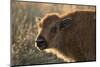 Usa, South Dakota, Black Hills, Custer, State Park, Wildlife, American Bison Calf-Christian Heeb-Mounted Photographic Print