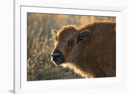 Usa, South Dakota, Black Hills, Custer, State Park, Wildlife, American Bison Calf-Christian Heeb-Framed Photographic Print