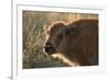 Usa, South Dakota, Black Hills, Custer, State Park, Wildlife, American Bison Calf-Christian Heeb-Framed Photographic Print