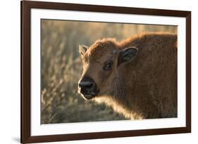 Usa, South Dakota, Black Hills, Custer, State Park, Wildlife, American Bison Calf-Christian Heeb-Framed Photographic Print