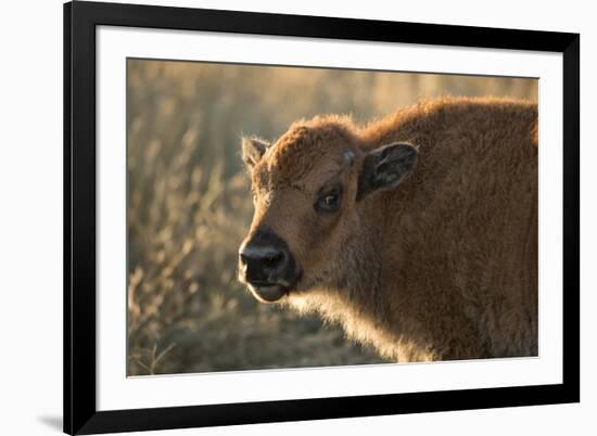 Usa, South Dakota, Black Hills, Custer, State Park, Wildlife, American Bison Calf-Christian Heeb-Framed Photographic Print