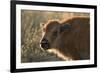 Usa, South Dakota, Black Hills, Custer, State Park, Wildlife, American Bison Calf-Christian Heeb-Framed Photographic Print