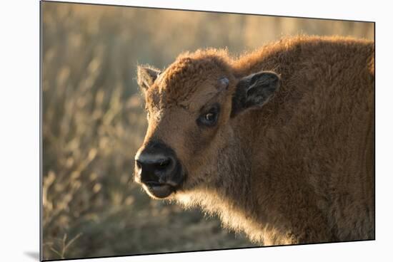 Usa, South Dakota, Black Hills, Custer, State Park, Wildlife, American Bison Calf-Christian Heeb-Mounted Photographic Print