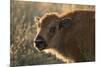 Usa, South Dakota, Black Hills, Custer, State Park, Wildlife, American Bison Calf-Christian Heeb-Mounted Photographic Print