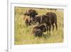 USA, South Dakota, Custer State Park. Bison adult and calves.-Jaynes Gallery-Framed Photographic Print