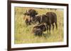 USA, South Dakota, Custer State Park. Bison adult and calves.-Jaynes Gallery-Framed Photographic Print