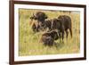 USA, South Dakota, Custer State Park. Bison adult and calves.-Jaynes Gallery-Framed Photographic Print