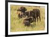 USA, South Dakota, Custer State Park. Bison adult and calves.-Jaynes Gallery-Framed Photographic Print