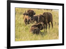 USA, South Dakota, Custer State Park. Bison adult and calves.-Jaynes Gallery-Framed Photographic Print