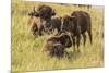 USA, South Dakota, Custer State Park. Bison adult and calves.-Jaynes Gallery-Mounted Photographic Print
