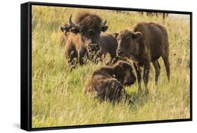 USA, South Dakota, Custer State Park. Bison adult and calves.-Jaynes Gallery-Framed Stretched Canvas