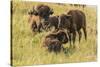 USA, South Dakota, Custer State Park. Bison adult and calves.-Jaynes Gallery-Stretched Canvas