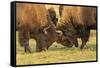 USA, South Dakota, Custer State Park. Bison bulls fighting.-Jaynes Gallery-Framed Stretched Canvas
