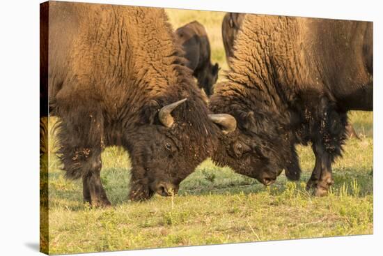 USA, South Dakota, Custer State Park. Bison bulls fighting.-Jaynes Gallery-Stretched Canvas