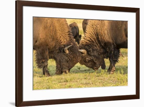 USA, South Dakota, Custer State Park. Bison bulls fighting.-Jaynes Gallery-Framed Photographic Print