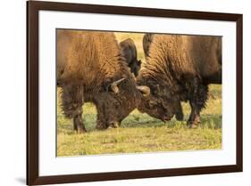 USA, South Dakota, Custer State Park. Bison bulls fighting.-Jaynes Gallery-Framed Photographic Print