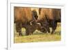 USA, South Dakota, Custer State Park. Bison bulls fighting.-Jaynes Gallery-Framed Photographic Print