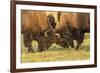USA, South Dakota, Custer State Park. Bison bulls fighting.-Jaynes Gallery-Framed Photographic Print