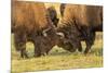 USA, South Dakota, Custer State Park. Bison bulls fighting.-Jaynes Gallery-Mounted Photographic Print