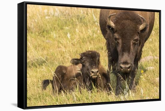 USA, South Dakota, Custer State Park. Bison cow and calf.-Jaynes Gallery-Framed Stretched Canvas