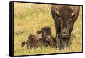 USA, South Dakota, Custer State Park. Bison cow and calf.-Jaynes Gallery-Framed Stretched Canvas