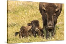 USA, South Dakota, Custer State Park. Bison cow and calf.-Jaynes Gallery-Stretched Canvas