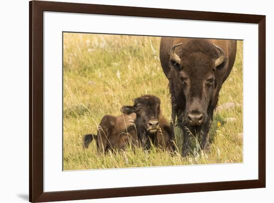 USA, South Dakota, Custer State Park. Bison cow and calf.-Jaynes Gallery-Framed Photographic Print