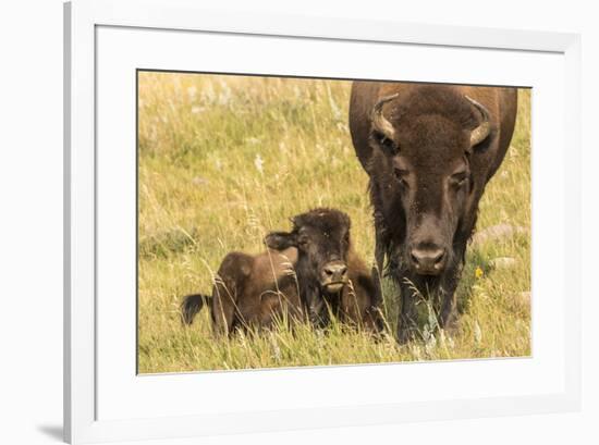 USA, South Dakota, Custer State Park. Bison cow and calf.-Jaynes Gallery-Framed Photographic Print