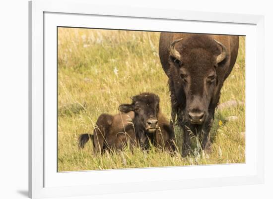 USA, South Dakota, Custer State Park. Bison cow and calf.-Jaynes Gallery-Framed Photographic Print