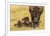 USA, South Dakota, Custer State Park. Bison cow and calf.-Jaynes Gallery-Framed Photographic Print