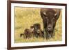 USA, South Dakota, Custer State Park. Bison cow and calf.-Jaynes Gallery-Framed Photographic Print