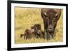 USA, South Dakota, Custer State Park. Bison cow and calf.-Jaynes Gallery-Framed Photographic Print