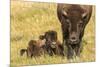 USA, South Dakota, Custer State Park. Bison cow and calf.-Jaynes Gallery-Mounted Photographic Print