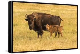 USA, South Dakota, Custer State Park. Bison cow and calf.-Jaynes Gallery-Framed Stretched Canvas