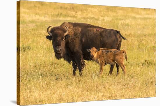 USA, South Dakota, Custer State Park. Bison cow and calf.-Jaynes Gallery-Stretched Canvas