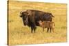 USA, South Dakota, Custer State Park. Bison cow and calf.-Jaynes Gallery-Stretched Canvas